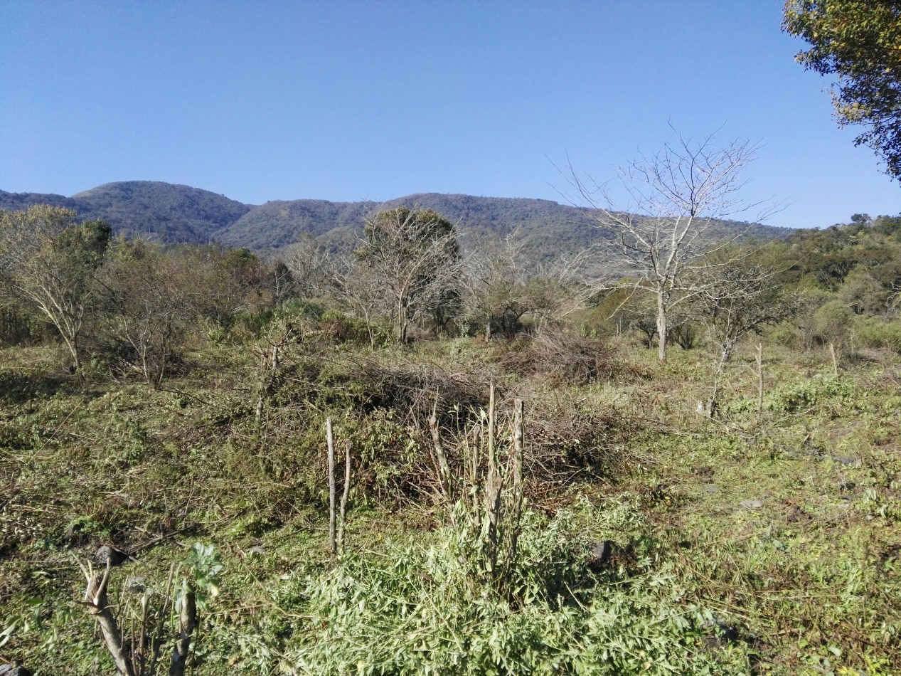 Lote de 6 hectareas en La Sala San Javier (Sobre Ruta) 