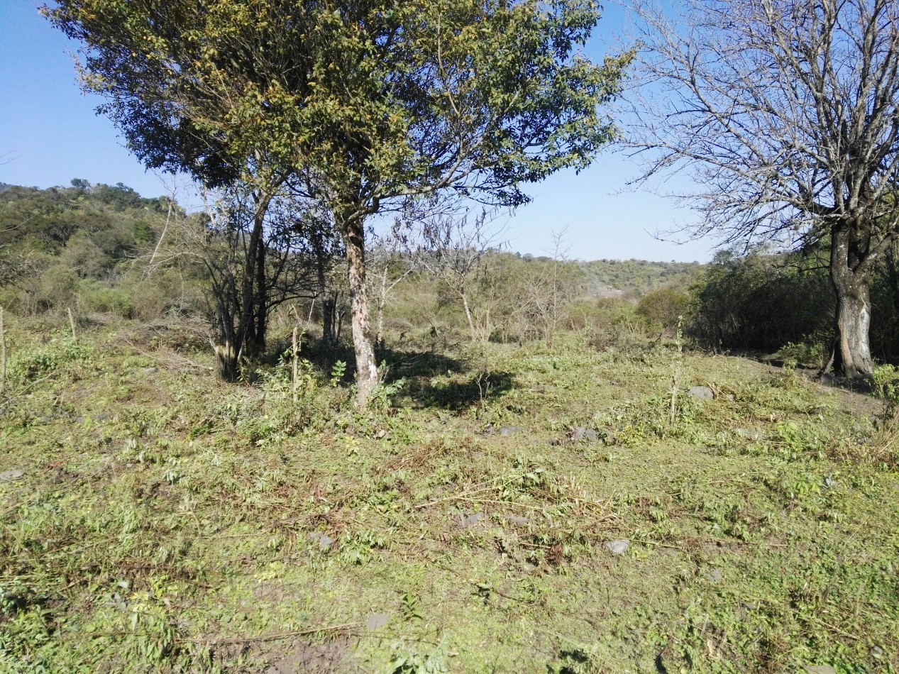 Lote de 6 hectareas en La Sala San Javier (Sobre Ruta) 